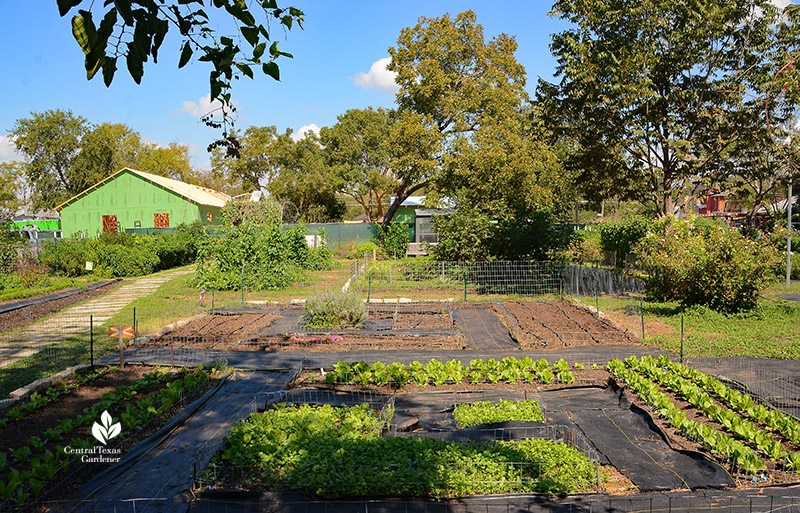 large vegetable gardens with square and rectangular beds; new seedlings coming up among transplants