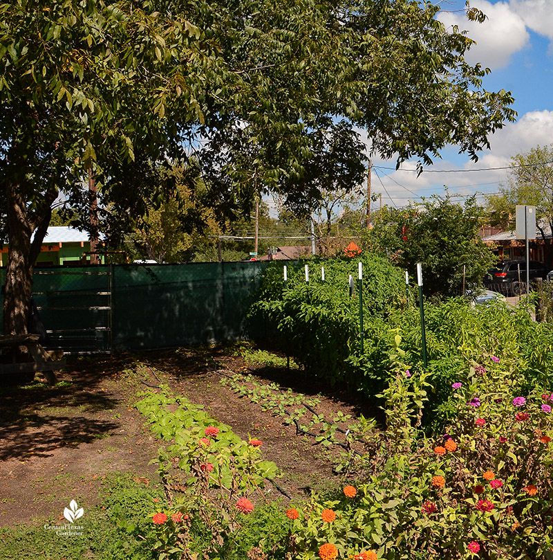 Napa cabbage and other greens under pecan tree