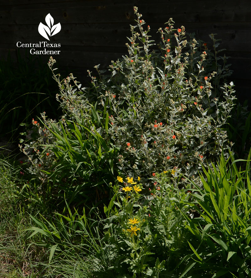 globe mallow Texas star flowers inland sea oats grass