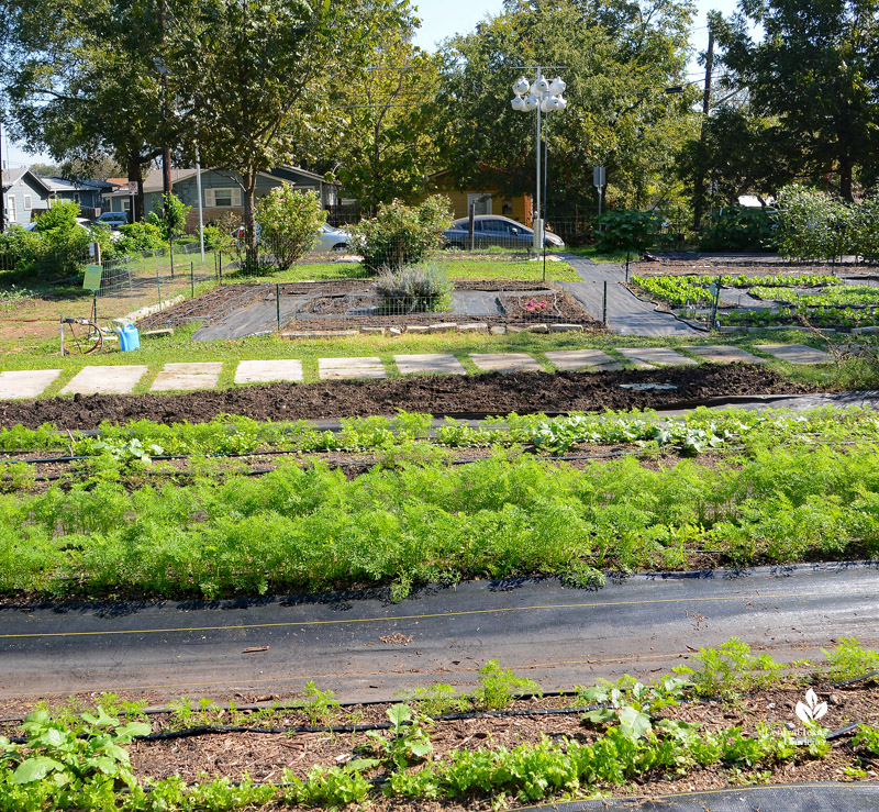 large vegetable gardens along neighborhood street