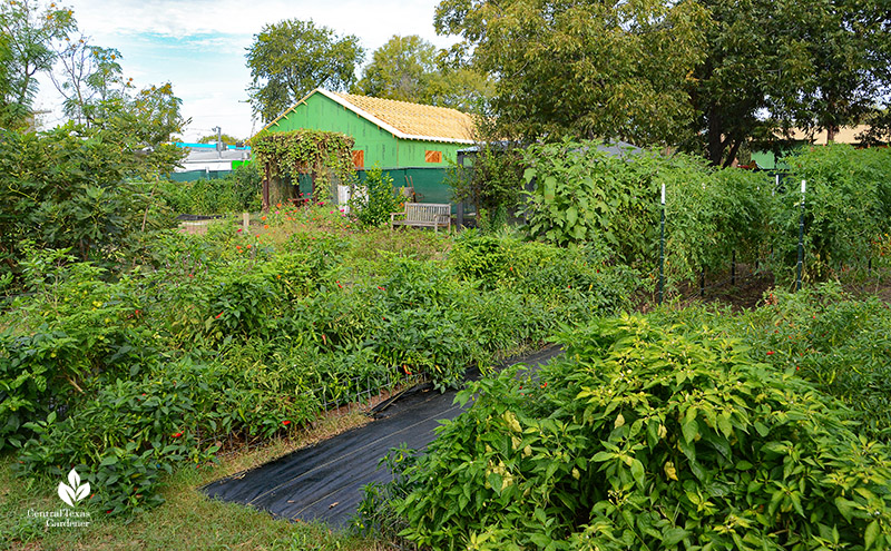 peppers to building under construction