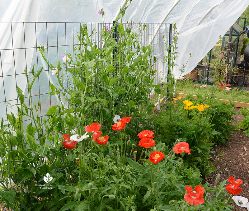 sweet peas and poppies in hoop house covered with plastic 