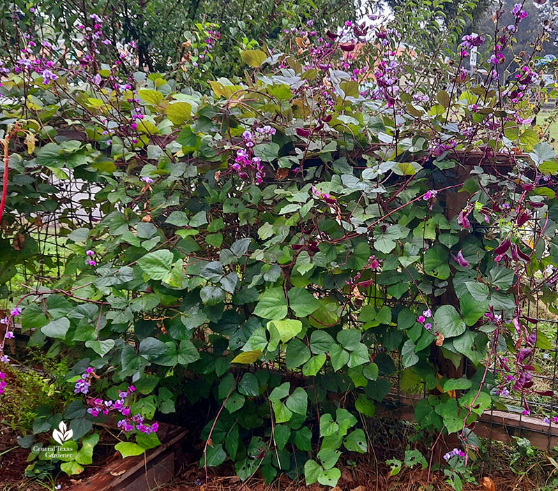 purple hyacinth bean flower