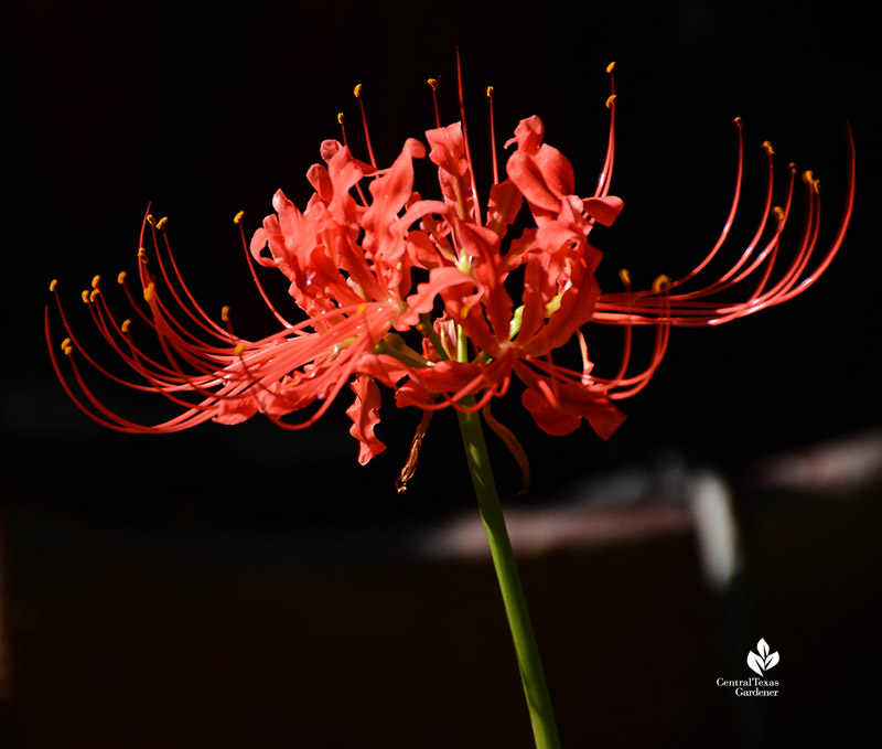 red spider lily Lycoris radiata