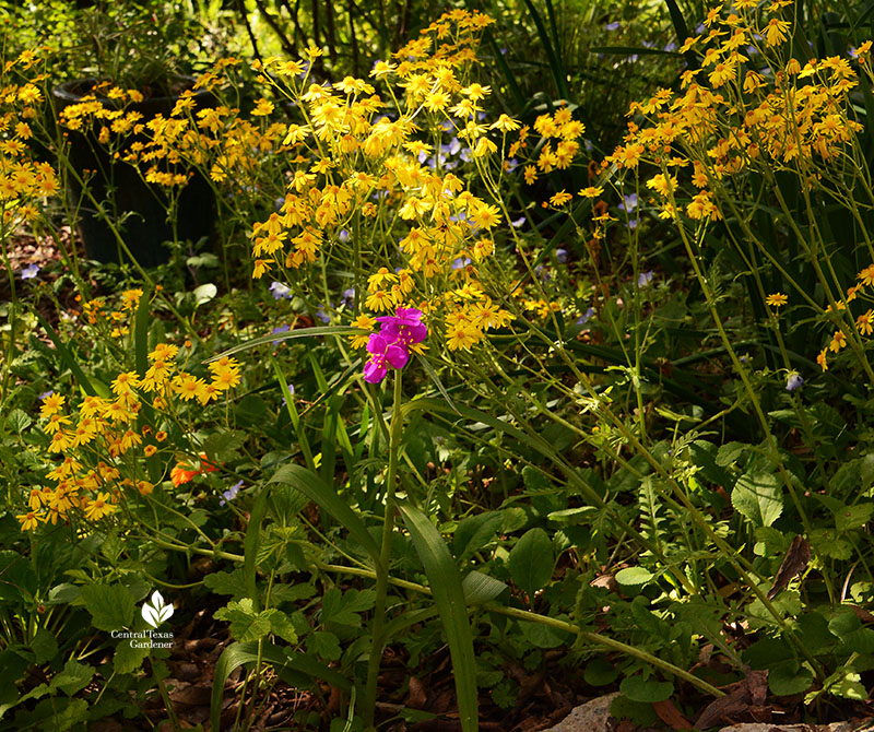 spiderwort, golden groundsel, baby blue eyes flowers 