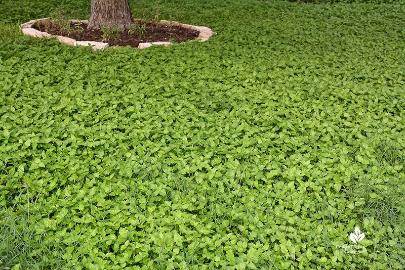 straggler daisy, horseherb groundcover