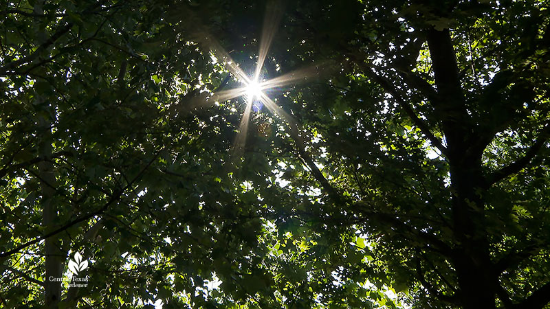 sunlight through tree leaves