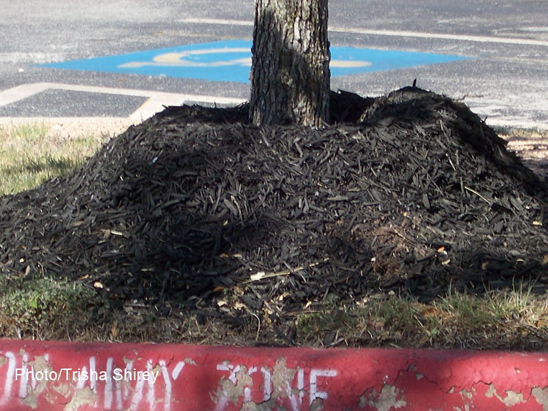 wrong way to mulch around tree