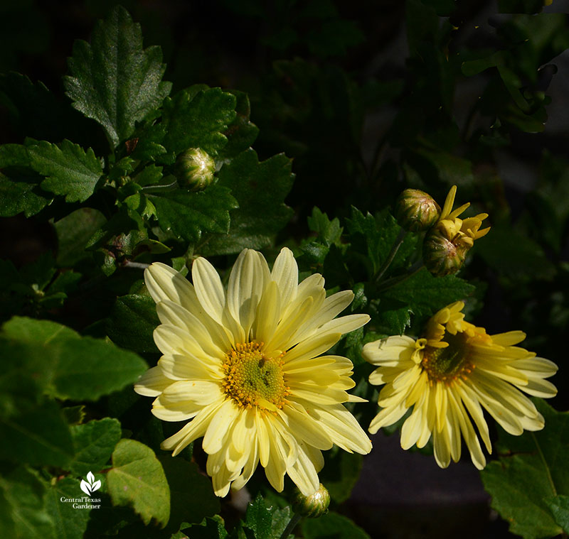 yellow chrysanthemums