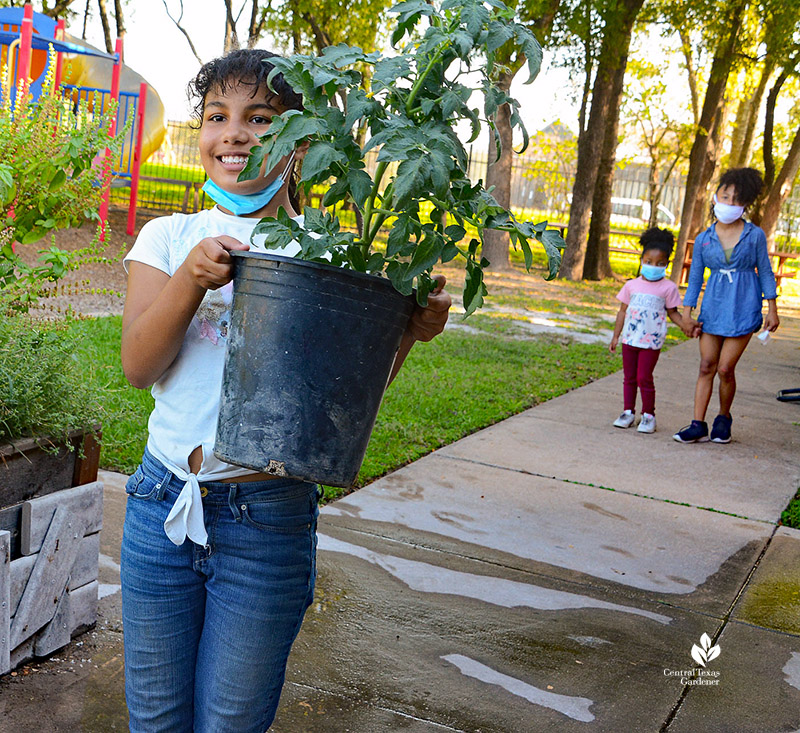 child carrying tomato plant in container