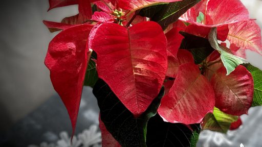 Christmas poinsettia