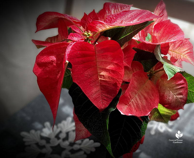 Christmas poinsettia 