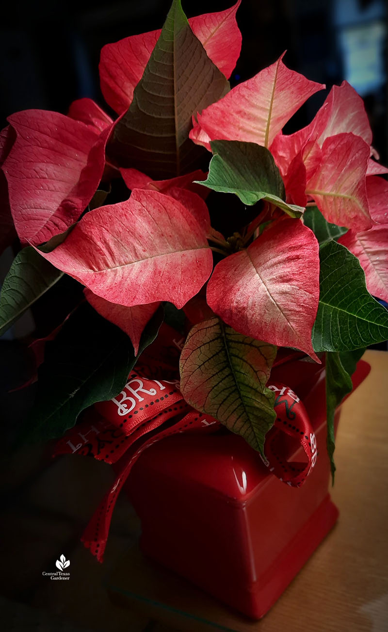 Christmas poinsettia in container