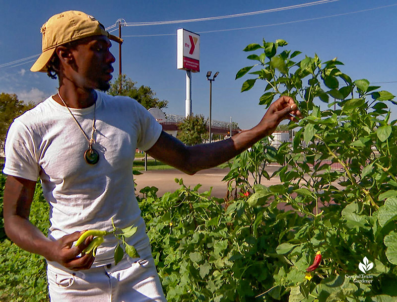 man picking pepper in YMCA garden