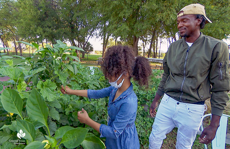 Larry Franklin and child pick peppers