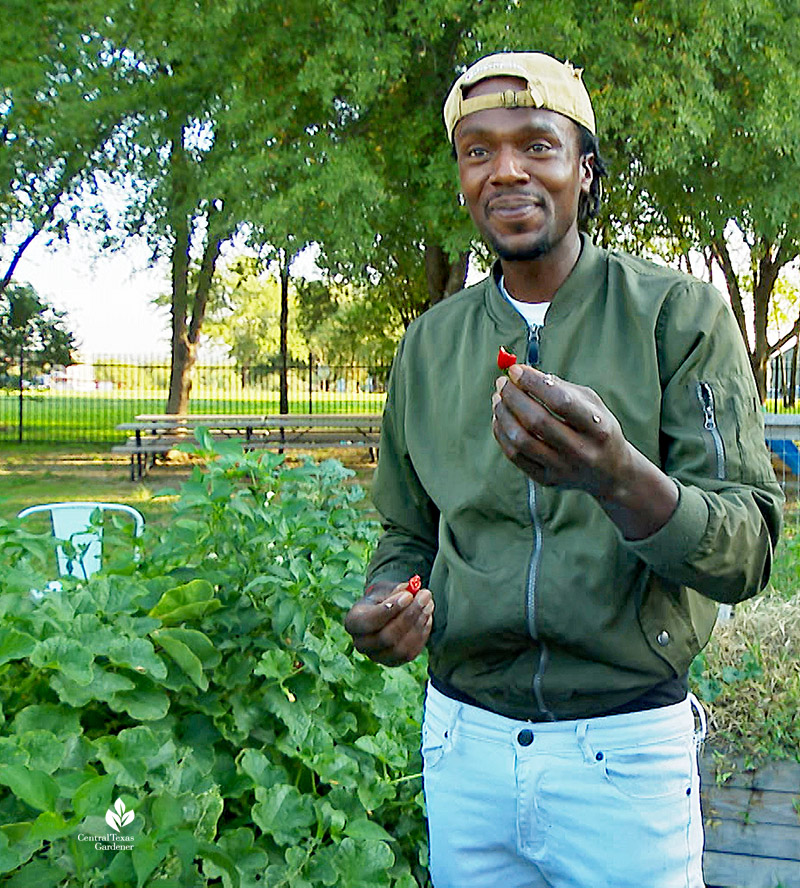 man holding pepper next to a plant