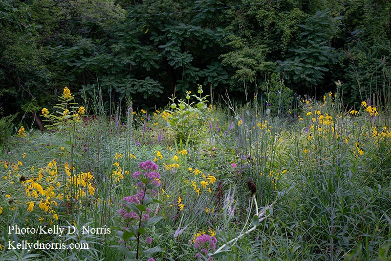 plants trees flowers 