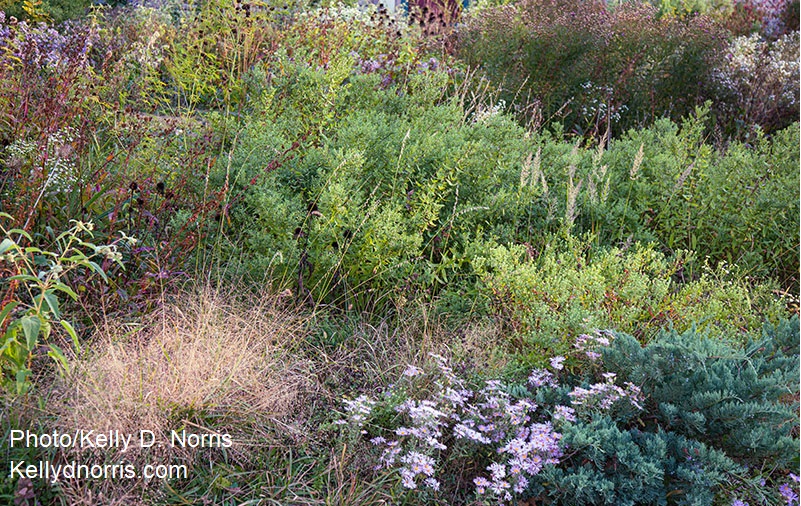 grasses flowers 