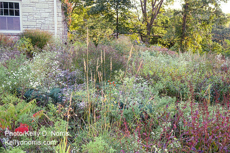 house grasses flowers