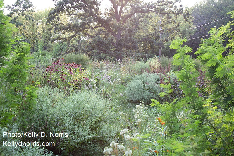 plants path tree