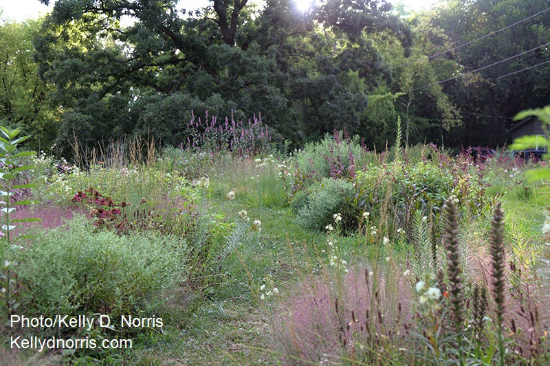 path through plants grasses to tree