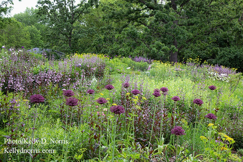 flowers, grasses and tree