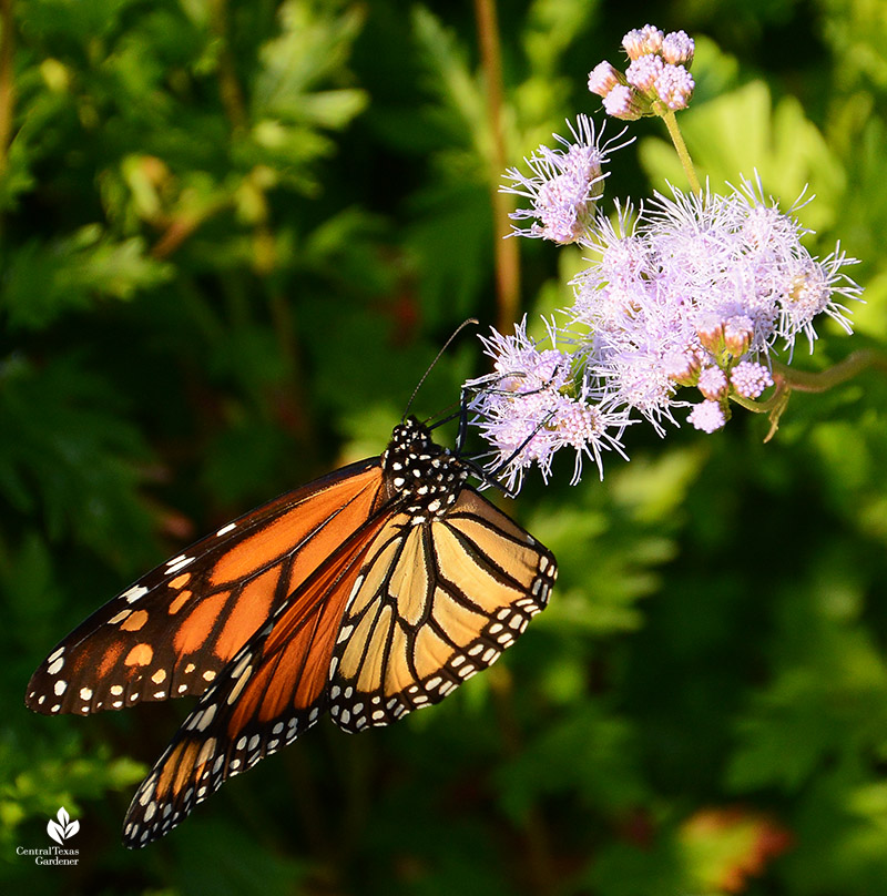 monarch butterfly on blue mist flower