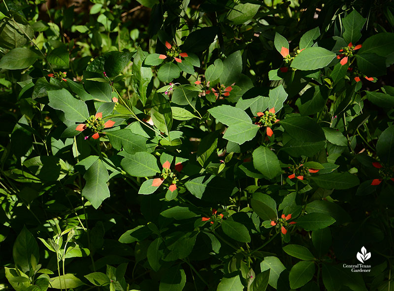 native wild poinsettia