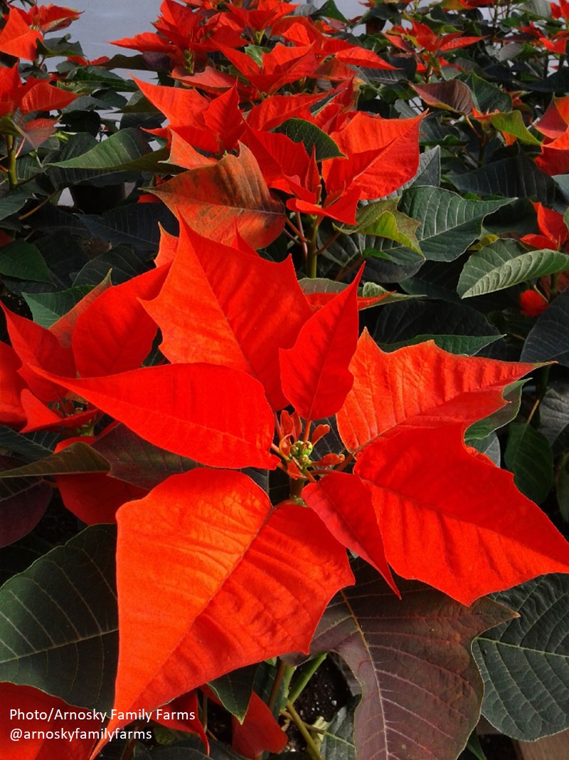 orange poinsettia