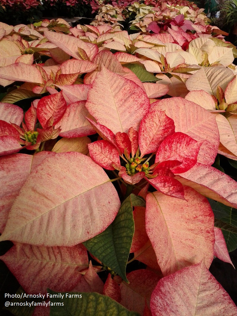 picasso poinsettia 