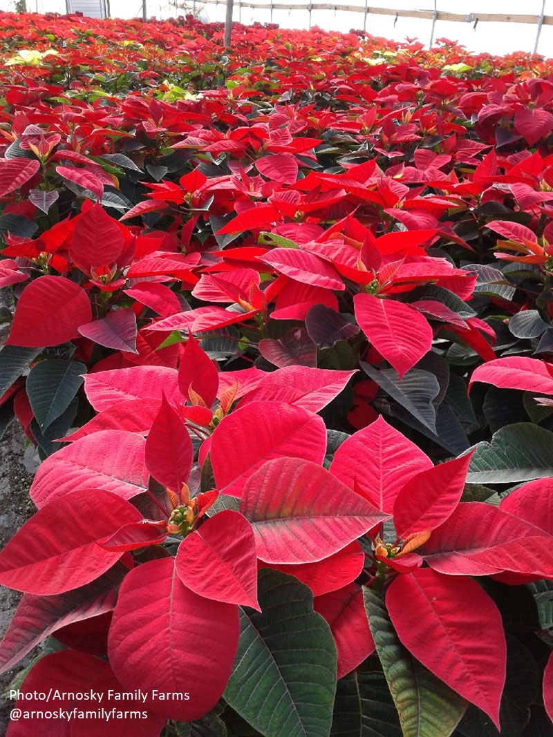 poinsettias in greenhouse