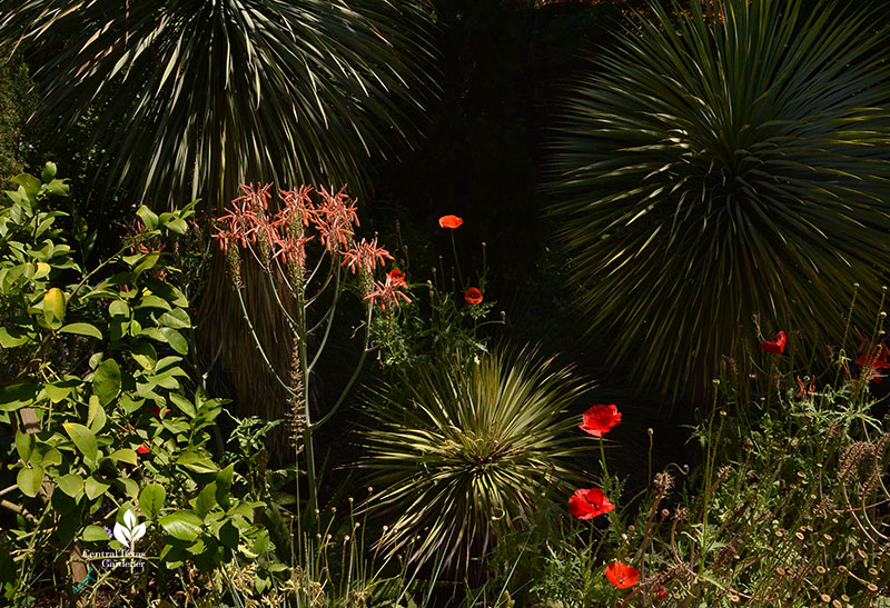 poppies, yucca, aloe