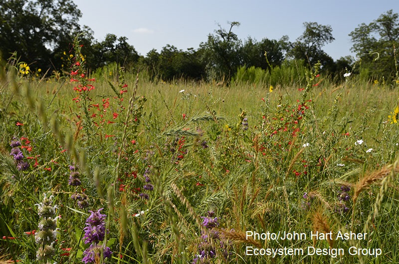 plants and grasses prairie design