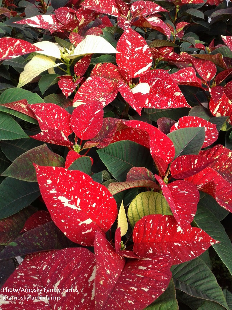 Superba Glitter poinsettia