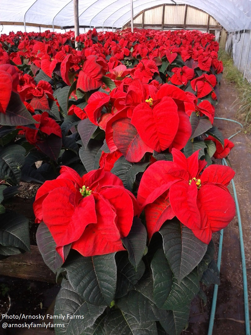 Superba poinsettia in greenhouse