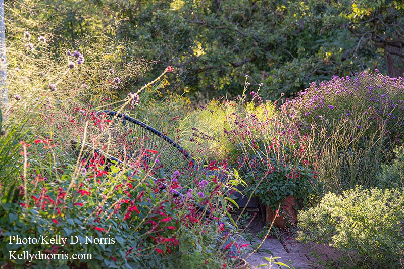 flowers grasses 