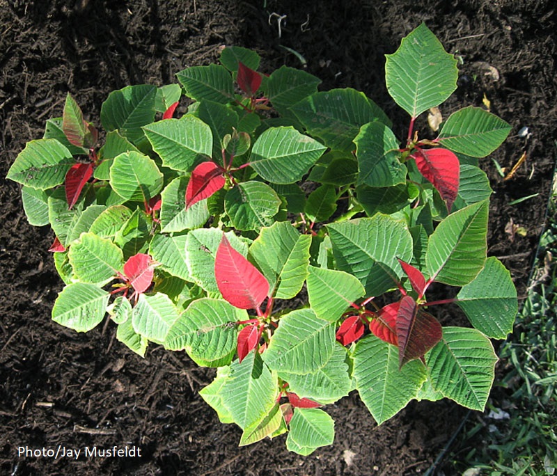 poinsettia in ground