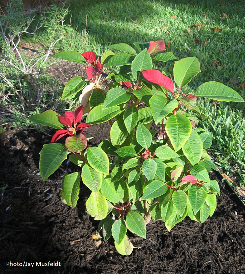 poinsettia in ground 