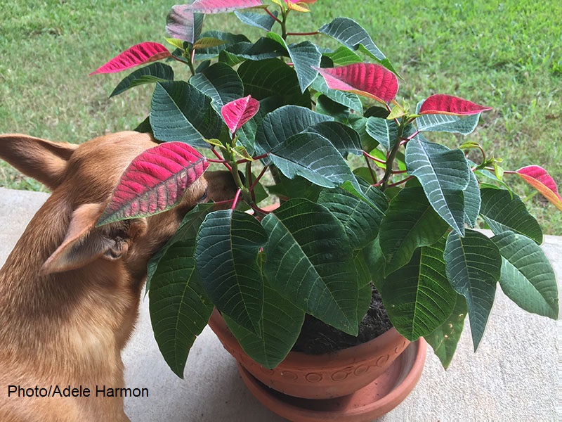 poinsettia in pot with dog