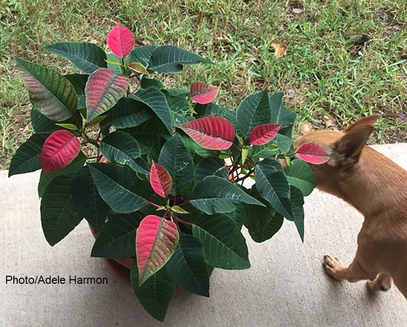 poinsettia in pot with dog