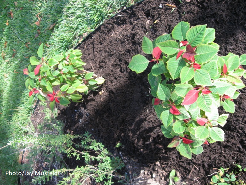 two poinsettias in ground 