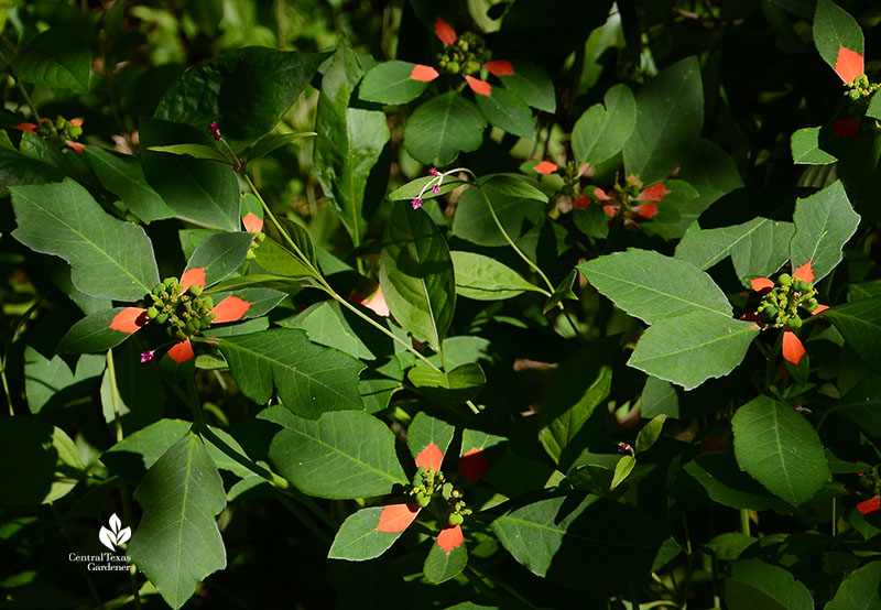 wild native poinsettia 