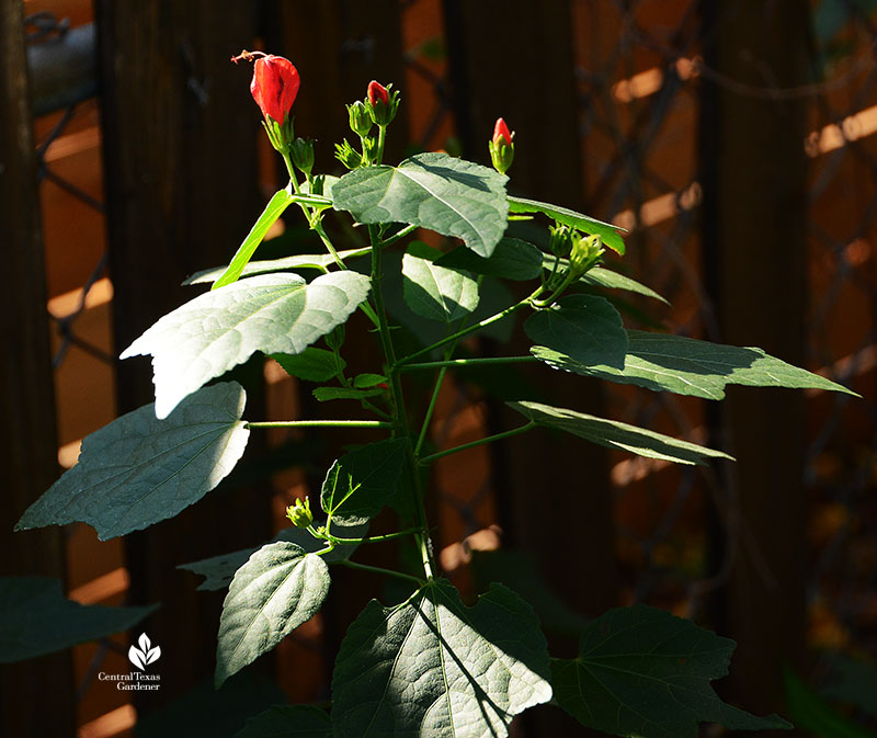 Turk's cap 'Big Momma'