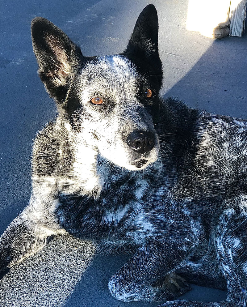 Blue heeler and Corgi mix