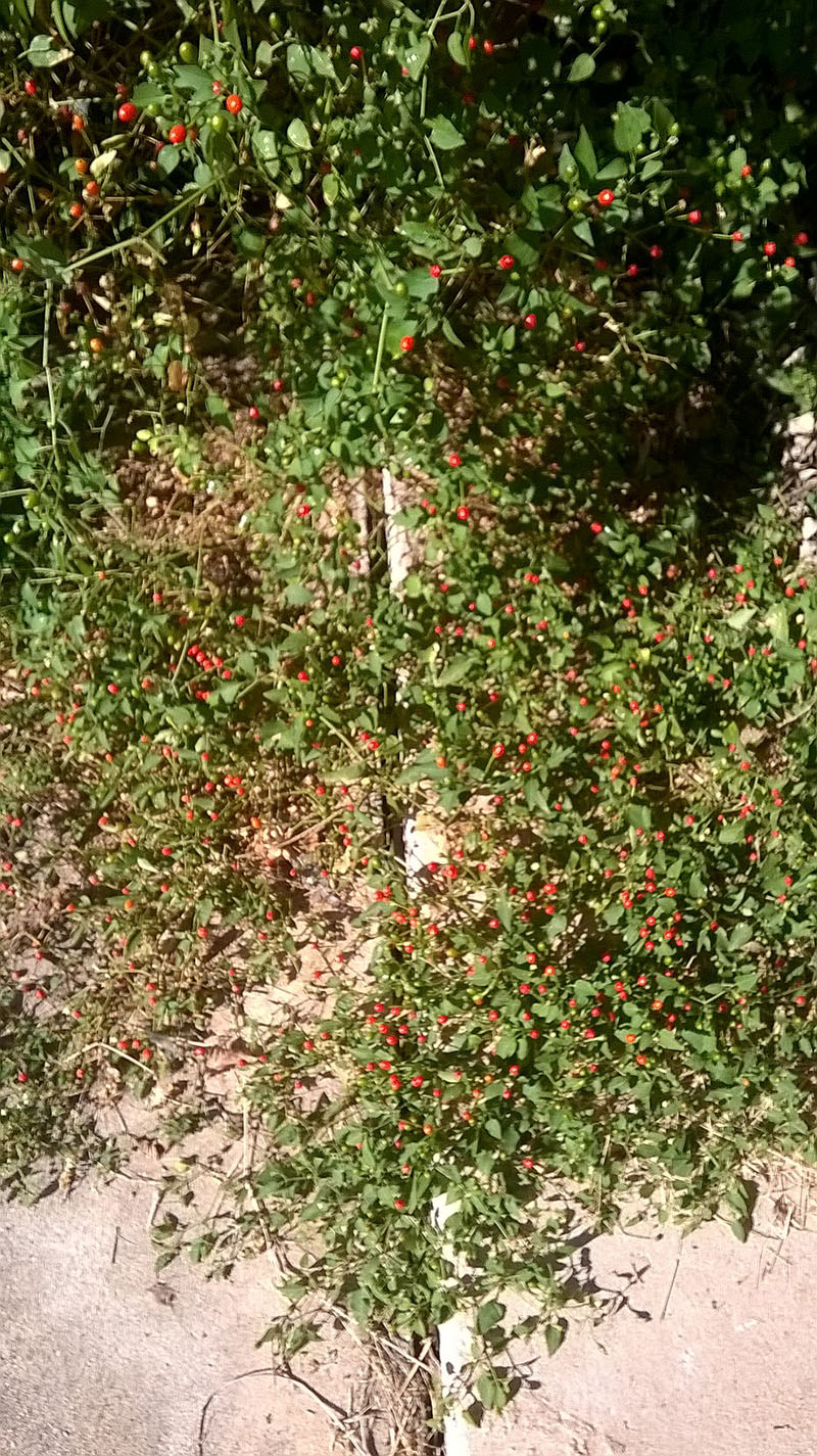 chile pequin in sidewalk