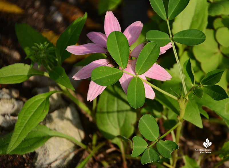 coneflower behind peanut seedling