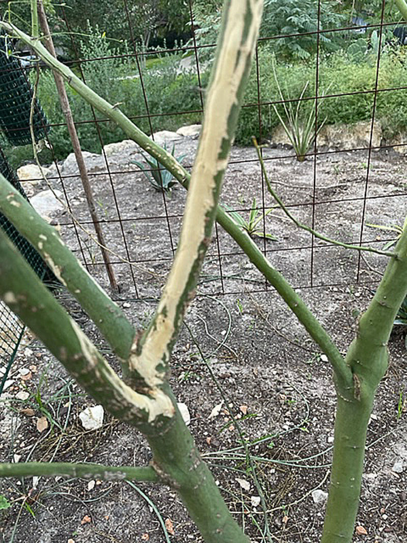 scraped or chewed bark on palo verde tree