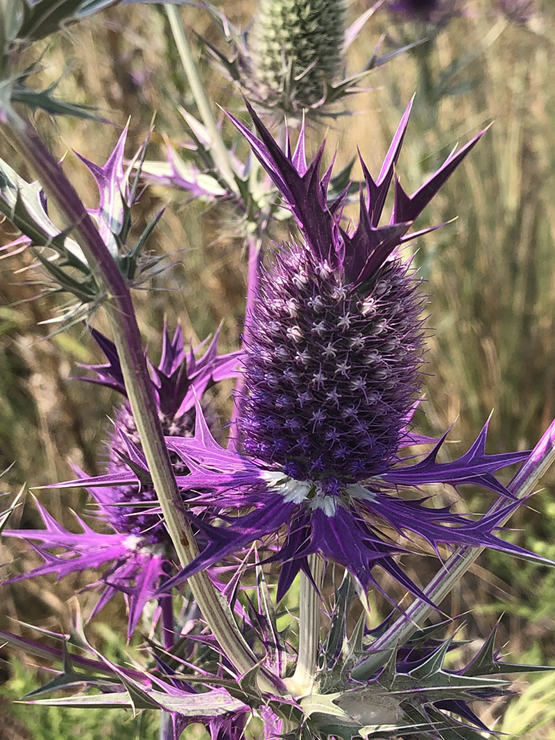 Eryngium leavenworthii