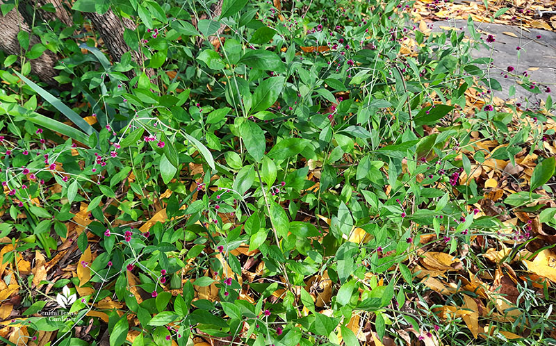 Gomphrena grapes