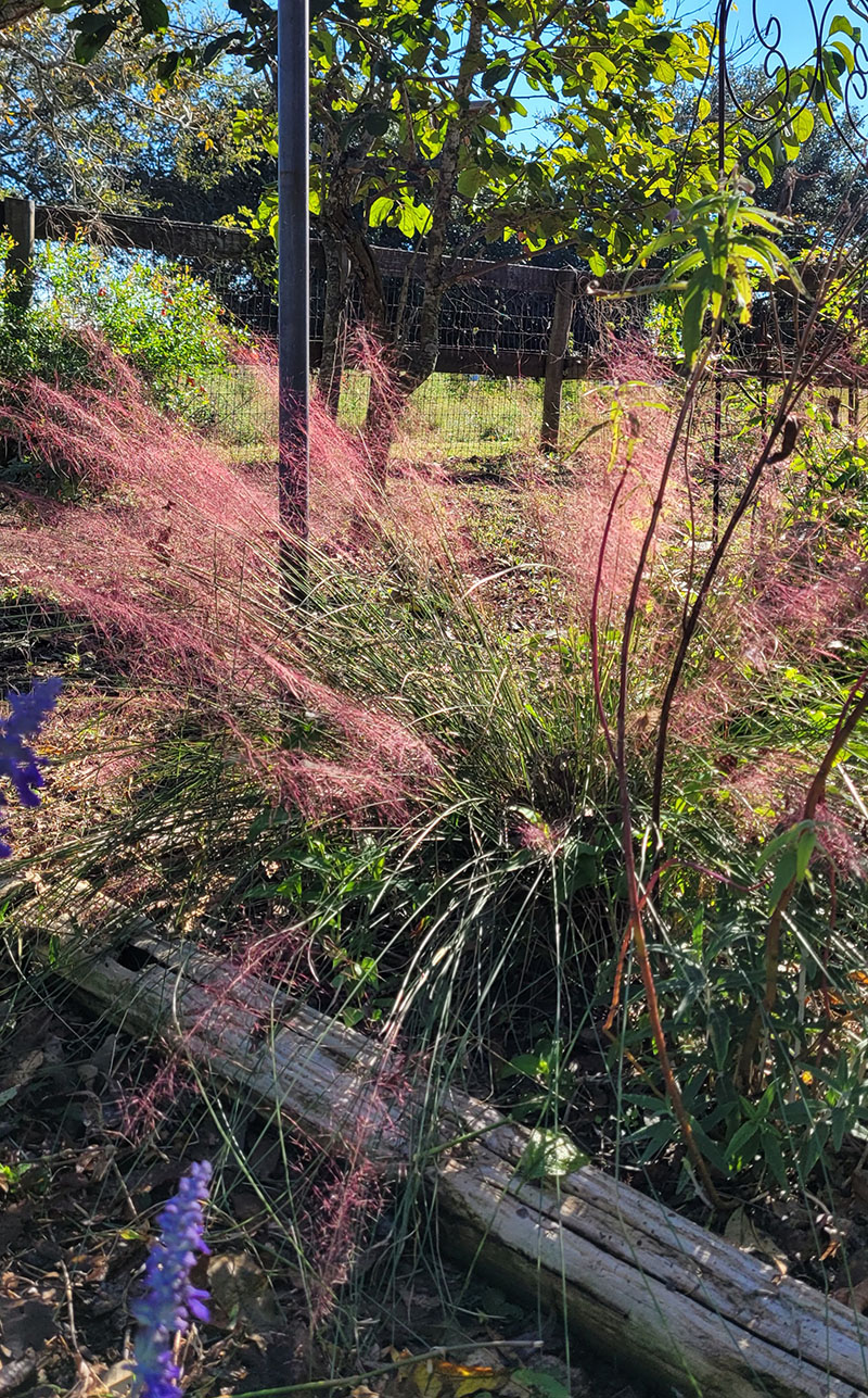 gulf muhly grass